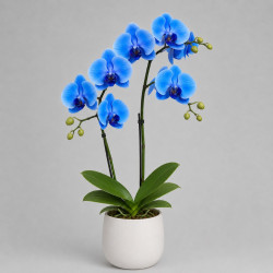 Синяя орхидея в горшке